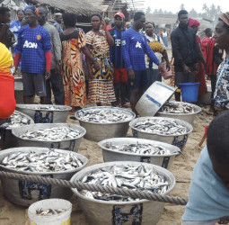 Recounting Losses: The Cost of Light Fishing to Fish Processors and Fishermen