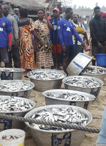 Recounting Losses: The Cost of Light Fishing to Fish Processors and Fishermen